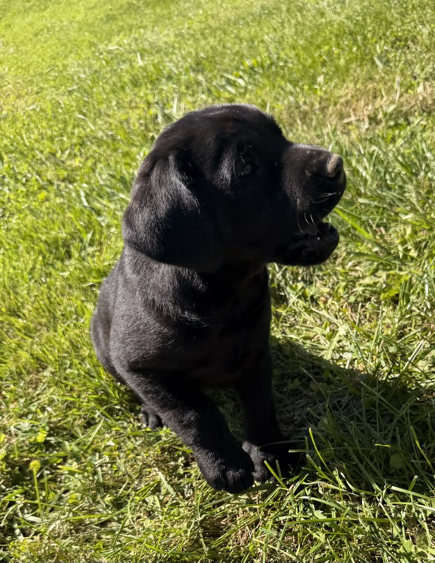 Black Labrador puppy
