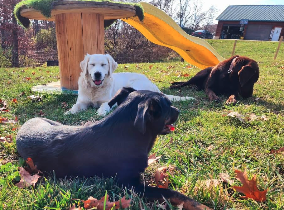 Dogs relaxing in the yard